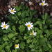 Argyranthemum pinnatifidum montanum - Photo (c) Michael 2020, μερικά δικαιώματα διατηρούνται (CC BY-NC), uploaded by Michael 2020