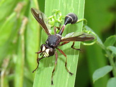 Physocephala furcillata