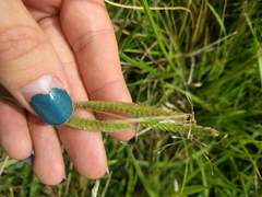Paspalum fimbriatum