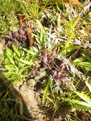 Strobilanthes reptans