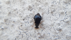 Ebaeus