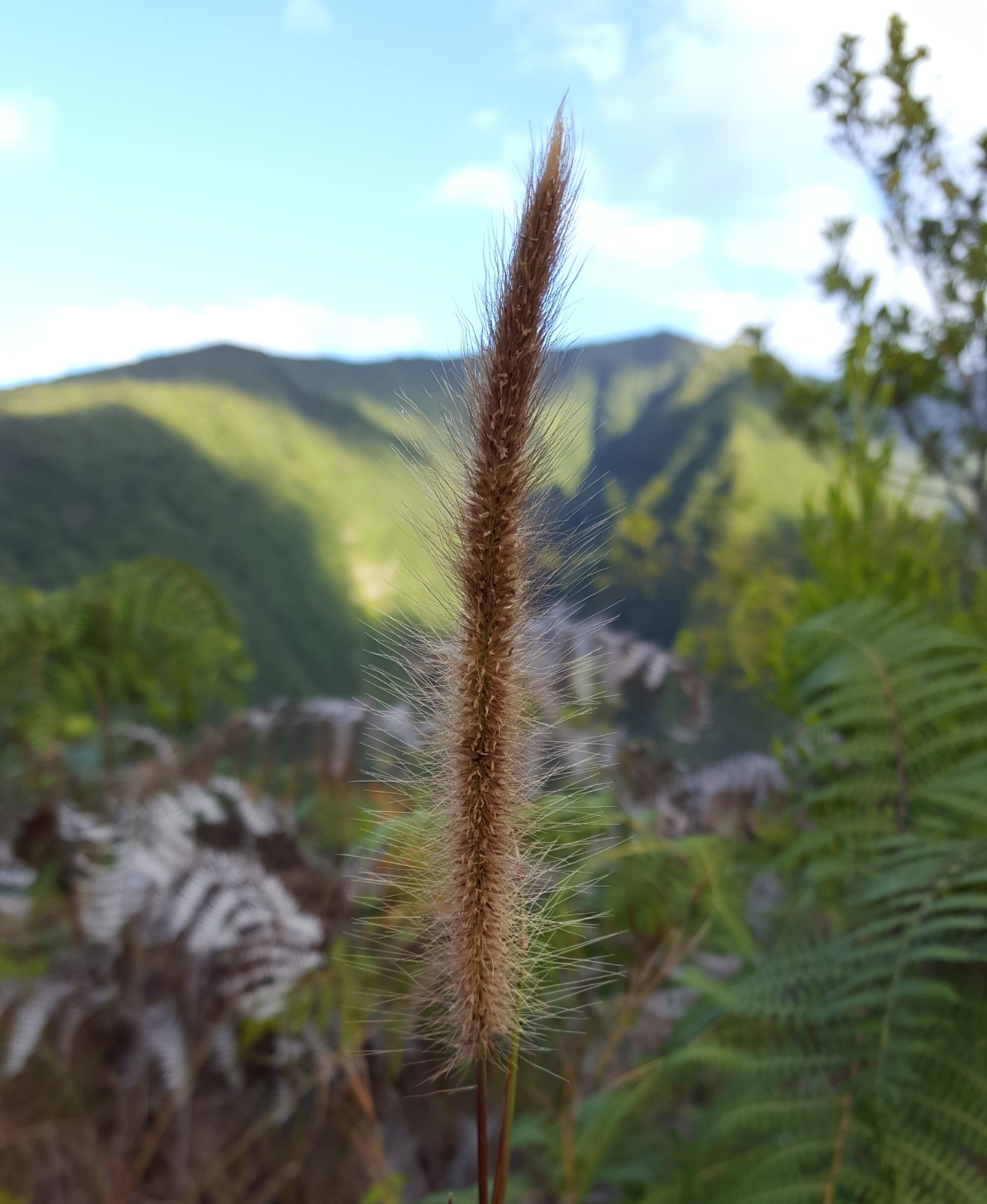 (c) François Rousseu, certains droits réservés (CC BY-NC) https://www.inaturalist.org/observations/89612808