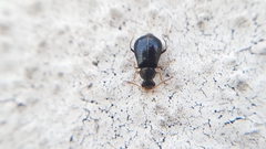 Ebaeus