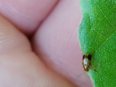 Cryptocephalus pusillus