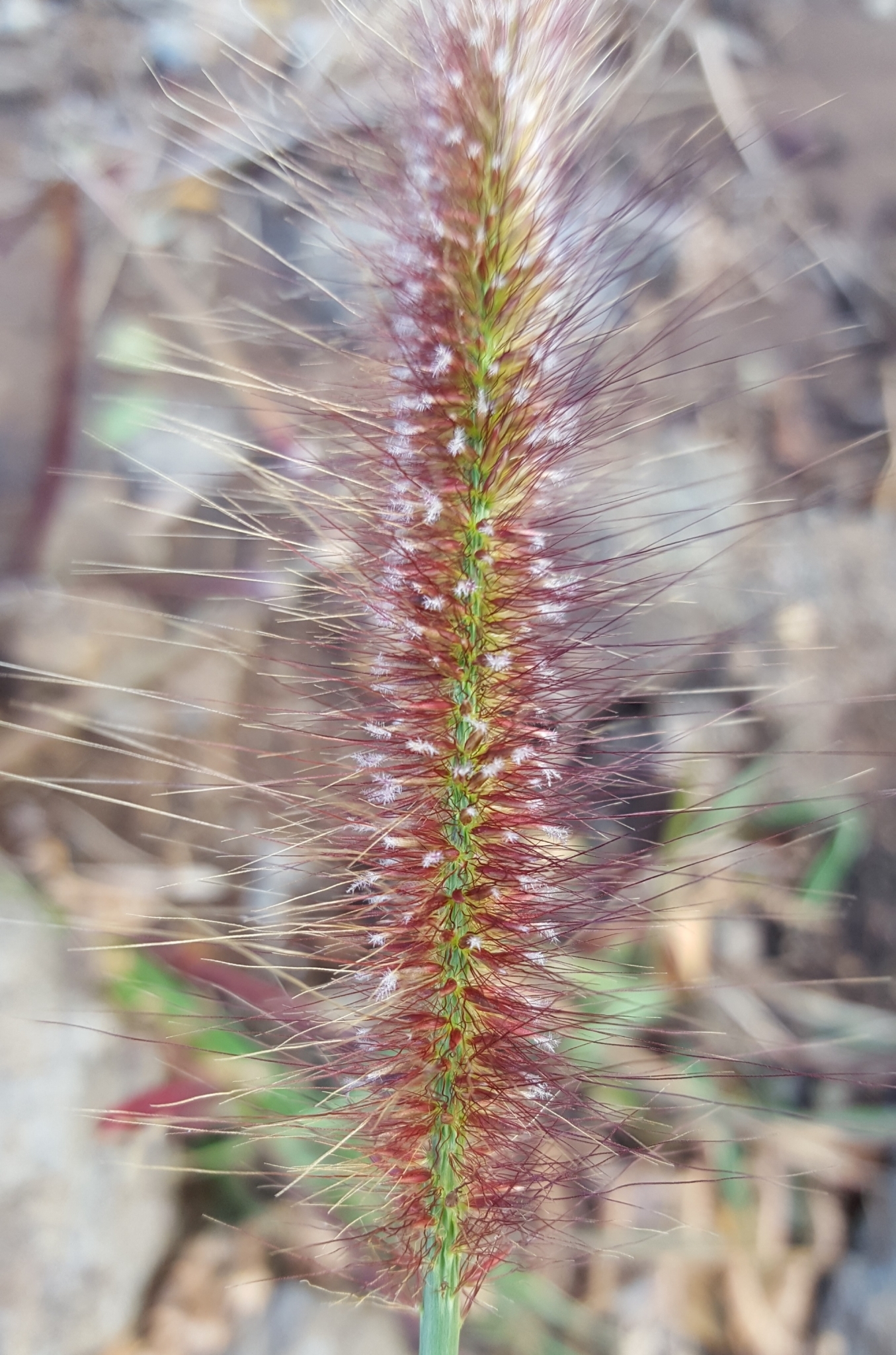 (c) François Rousseu, certains droits réservés (CC BY-NC) https://www.inaturalist.org/observations/89612808