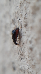 Ebaeus