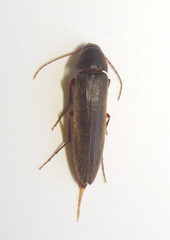 Serropalpus