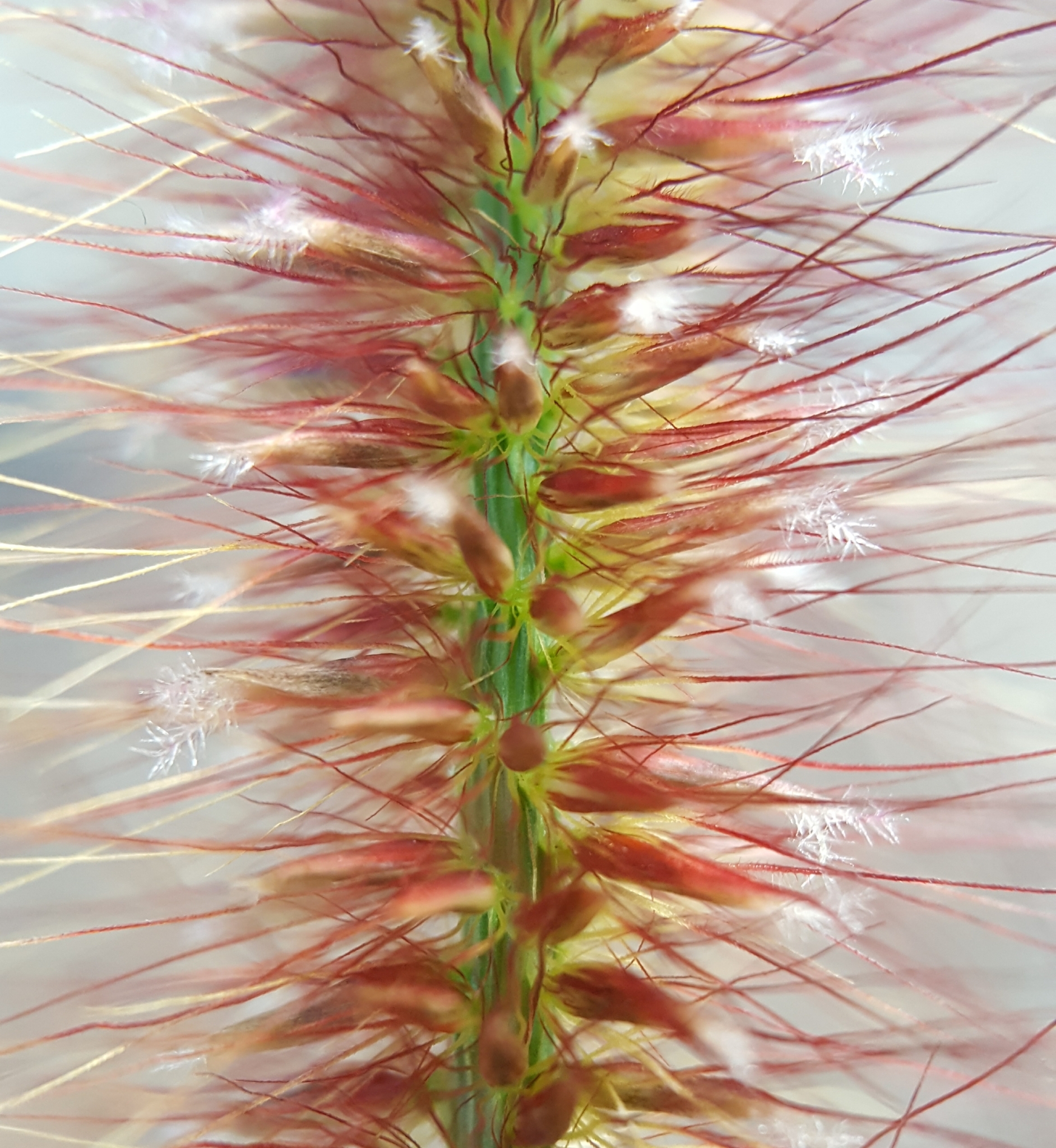 (c) François Rousseu, certains droits réservés (CC BY-NC) https://www.inaturalist.org/observations/89612808