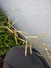 Paspalum fimbriatum
