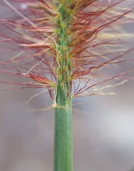 Cenchrus polystachios