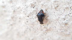 Ebaeus