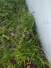 Paspalum fimbriatum
