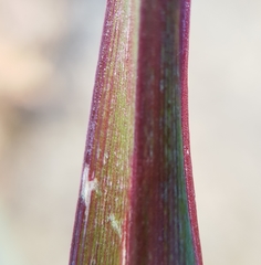 Cenchrus polystachios