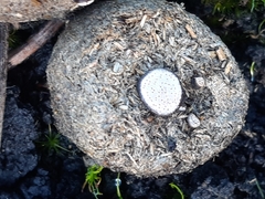 Poronia erici