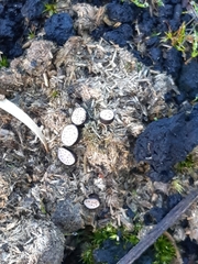 Poronia erici