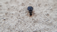 Ebaeus
