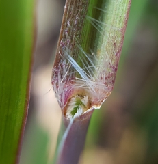 Cenchrus polystachios