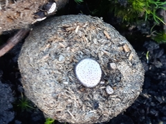 Poronia erici