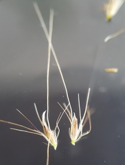 Cenchrus polystachios