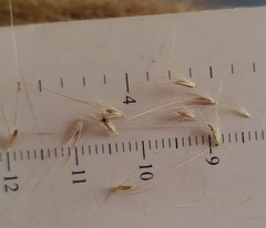 Cenchrus polystachios