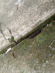 Asiomorpha coarctata