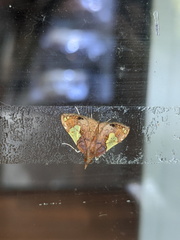 Atelocentra chloraspis
