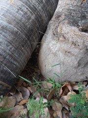 Digitaria radicosa