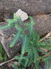 Phyllanthus leucanthus