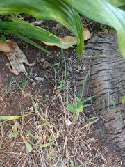 Digitaria radicosa