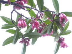Agapetes megacarpa