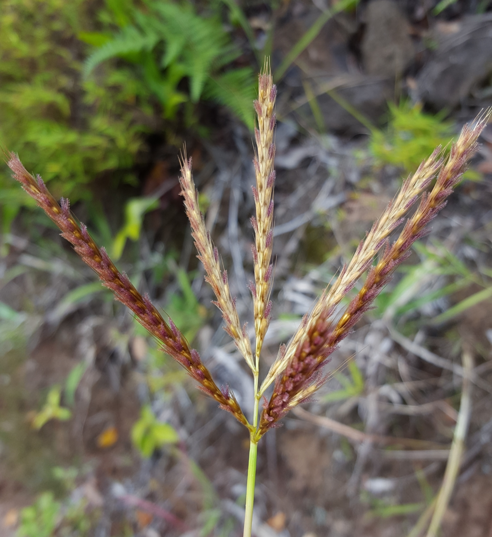 (c) François Rousseu, certains droits réservés (CC BY-NC) https://www.inaturalist.org/observations/89612970