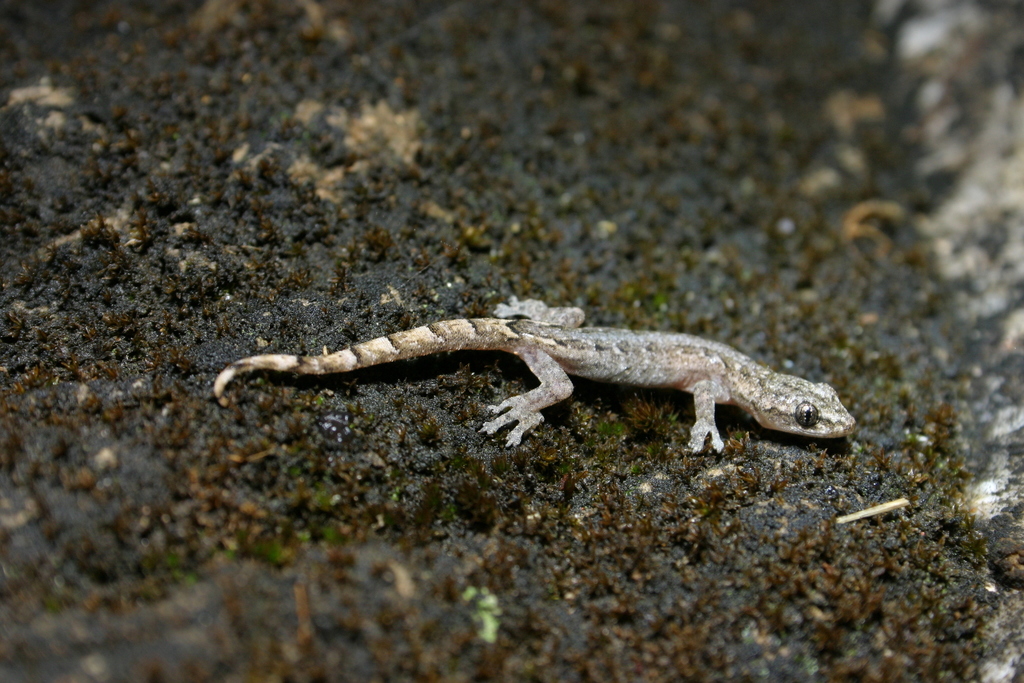 Chiang Mai Dwarf Gecko