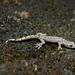 Chiang Mai Dwarf Gecko - Photo (c) Woraphot Bunkhwamdi, some rights reserved (CC BY-NC), uploaded by Woraphot Bunkhwamdi