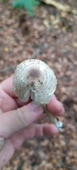 Leucoagaricus nympharum