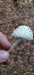 Leucoagaricus nympharum