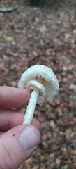Leucoagaricus nympharum