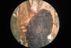Whalleya microplaca image
