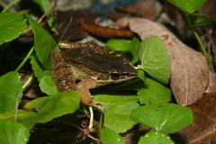 Sylvirana cubitalis