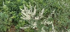 Artemisia vulgaris