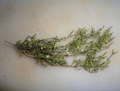 Lachnaea axillaris