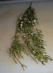 Lachnaea axillaris