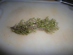 Lachnaea axillaris