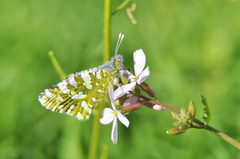 Euchloe ausonia
