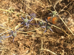 Lycaena phlaeas timeus
