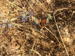 Lycaena phlaeas timeus