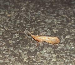 Limnephilus lunatus