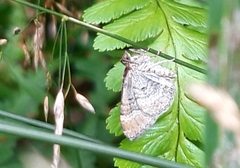 Xanthorhoe spadicearia
