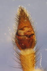 Arctosa personata