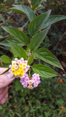 Lantana × strigocamara