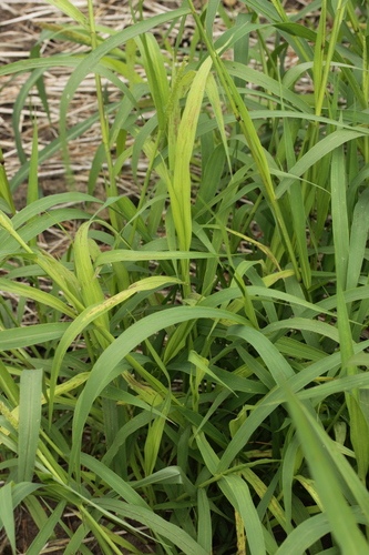 Sclerospora graminicola, 2021-07-31